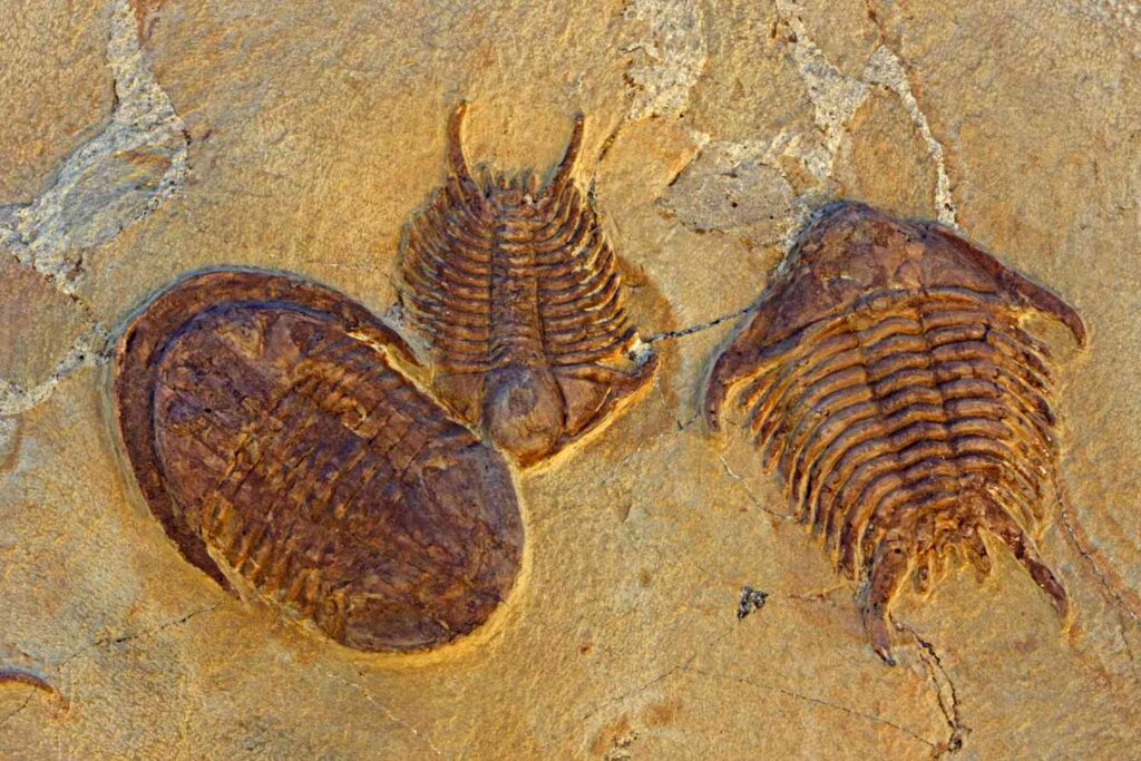 La gran mortandad es la mayor extinción en la Tierra hasta ahora, pero cuales son las posibles causas que hasta ahora se han propuesto?