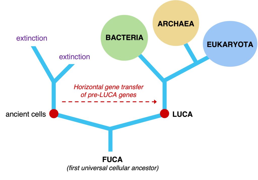 fuca y luca nuestros antepasados mas antiguos